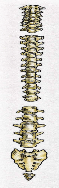 Design Spine